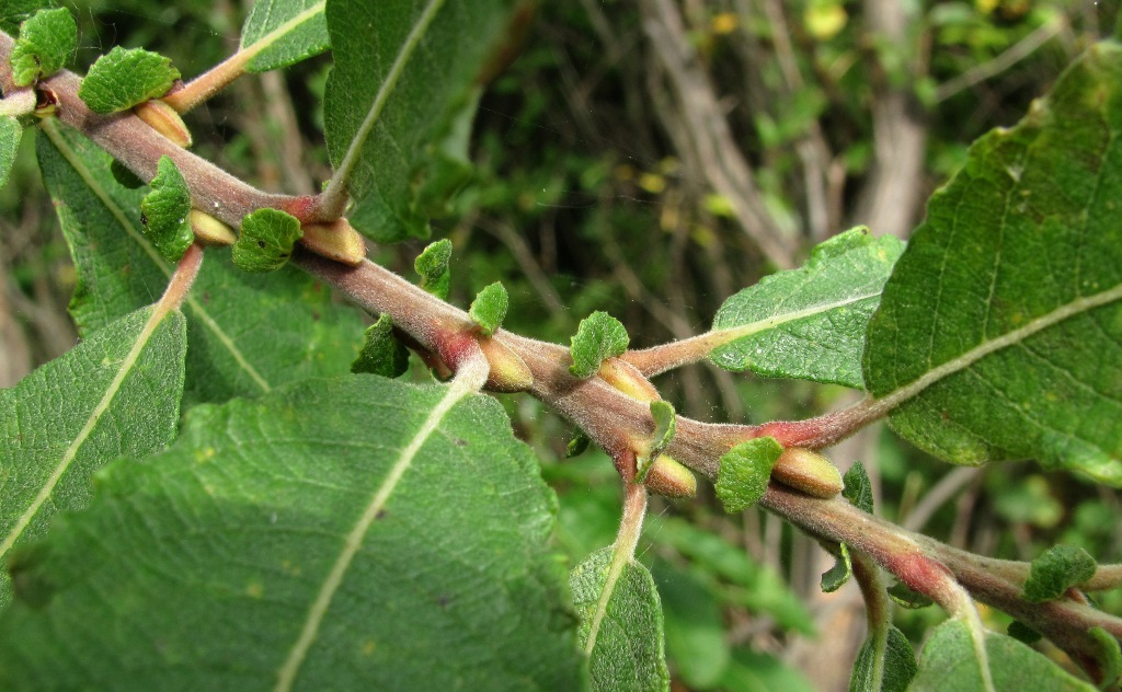 Image of Salix &times; schaburovii specimen.