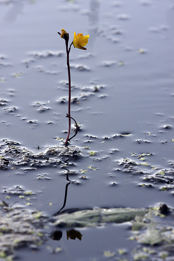 Image of Utricularia vulgaris specimen.