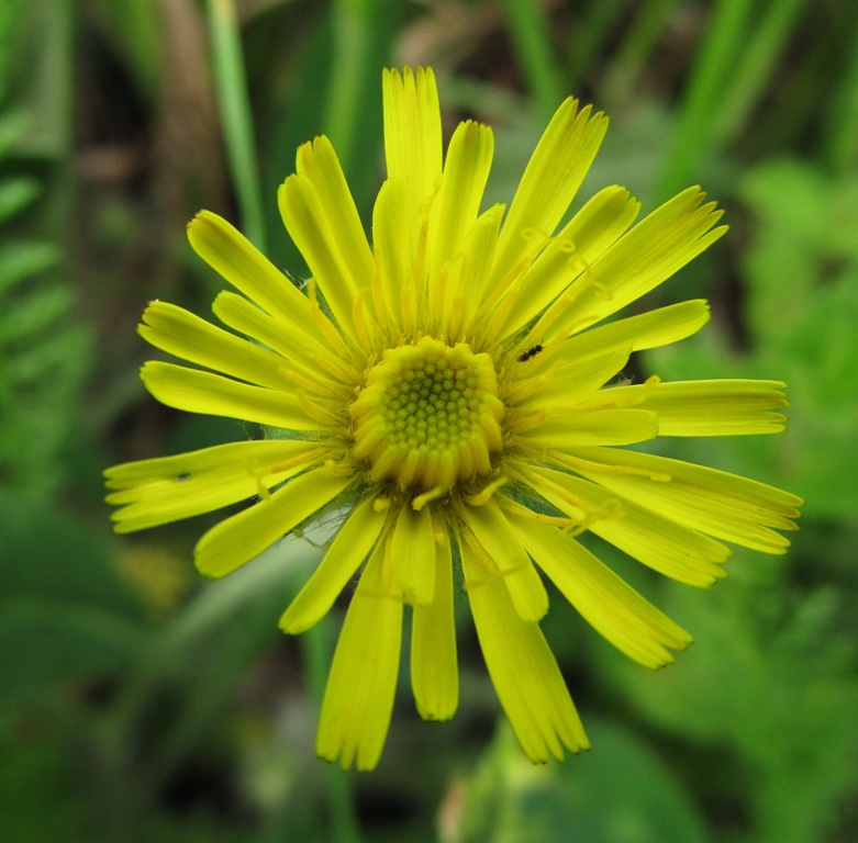 Image of Pilosella officinarum specimen.