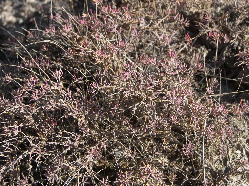 Image of Reaumuria persica specimen.