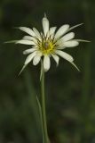 Tragopogon dubius подвид major