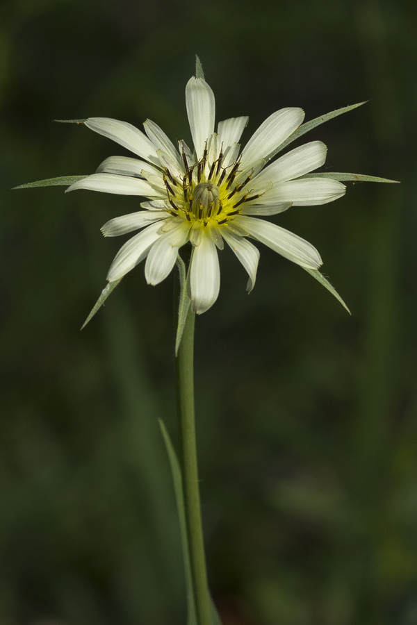 Изображение особи Tragopogon dubius ssp. major.