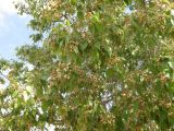 Brachychiton populneus. Ветви цветущего дерева. Израиль, г. Беэр-Шева, городское озеленение. Май 2009 г.