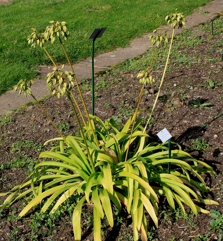 Image of Agapanthus africanus specimen.