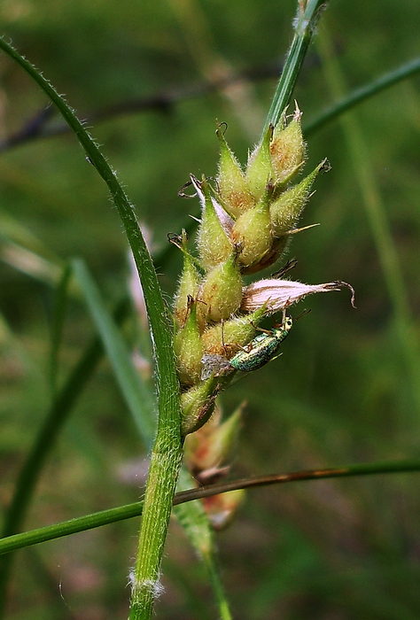 Image of Carex hirta specimen.