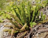 Dryopteris fragrans