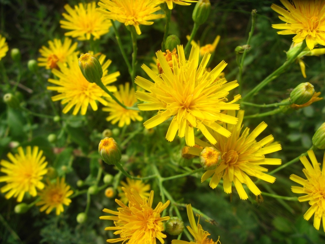 Image of genus Hieracium specimen.