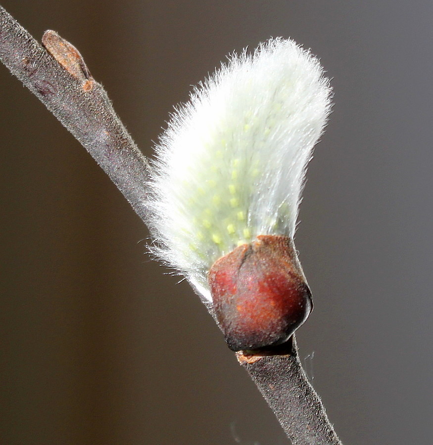 Image of Salix caprea specimen.