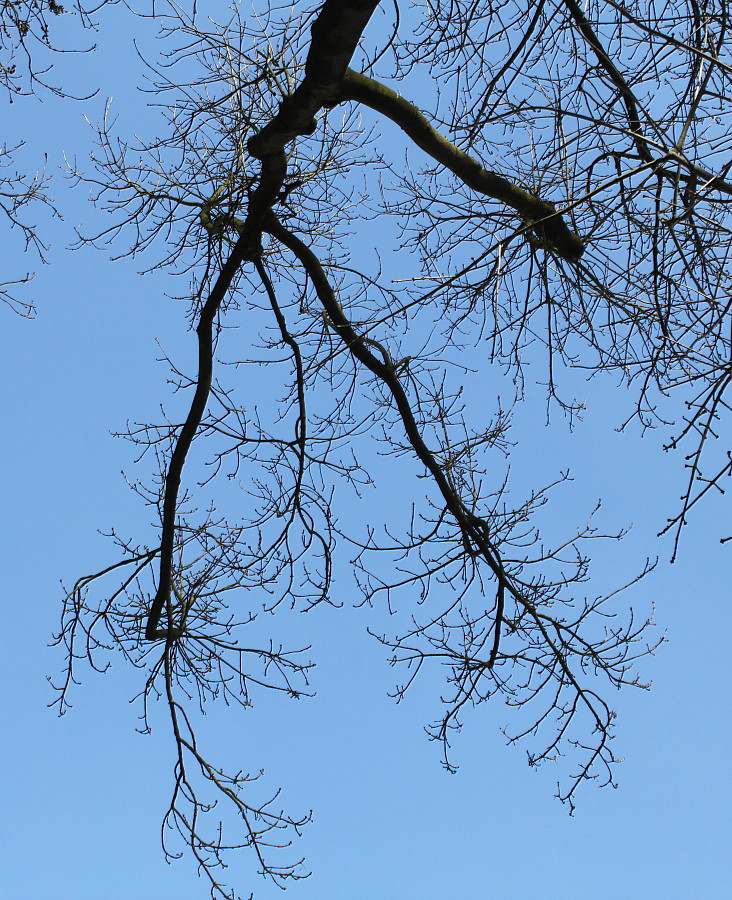 Image of Fraxinus paxiana specimen.