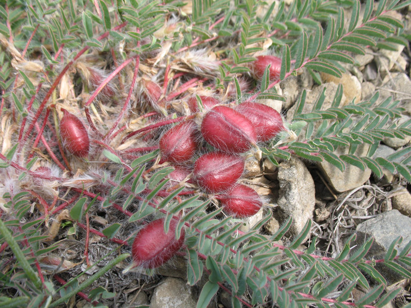 Изображение особи Astragalus utriger.