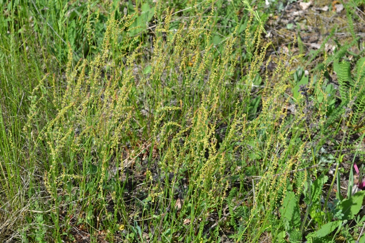 Image of Rumex acetosella specimen.