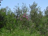 Melaleuca nesophila. Кроны цветущих и плодоносящих деревьев. Израиль, Шарон, г. Герцлия, в культуре. 25.05.2013.