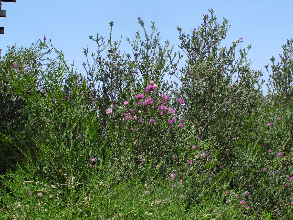 Image of Melaleuca nesophila specimen.