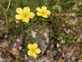 Linum nodiflorum. Цветки. Крым, возле пос. Никита, лес к востоку от Никитской расселины, горный склон. 24.05.2013.