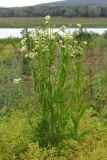 Erigeron annuus. Цветущие растения. Крым, зап. берег Симферопольского вдхр. 13 июня 2013 г.