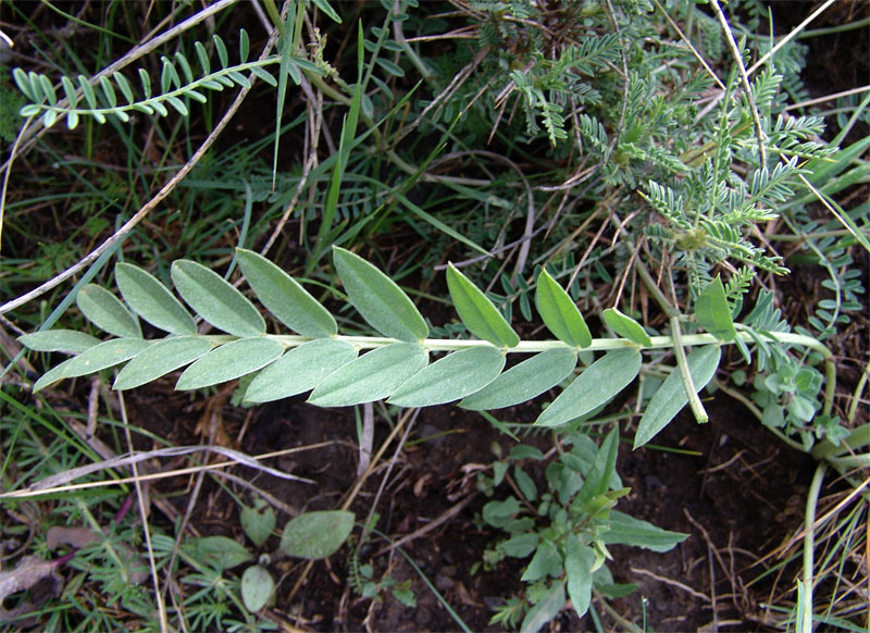 Изображение особи Astragalus refractus.