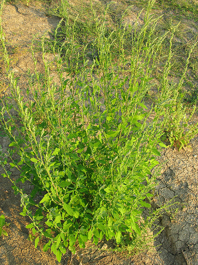 Изображение особи род Chenopodium.