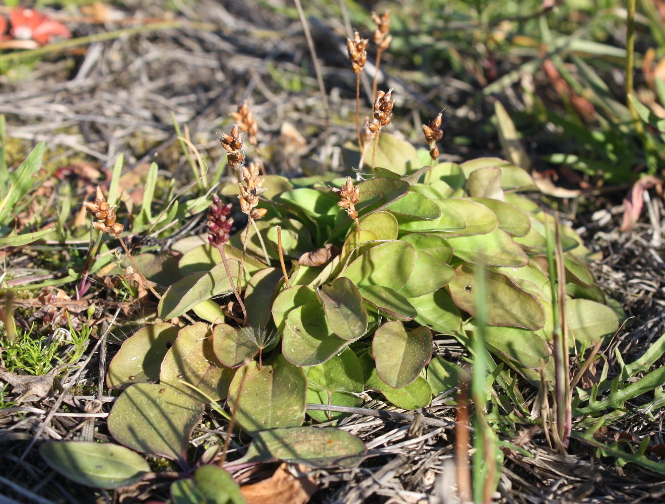 Изображение особи Plantago uliginosa.