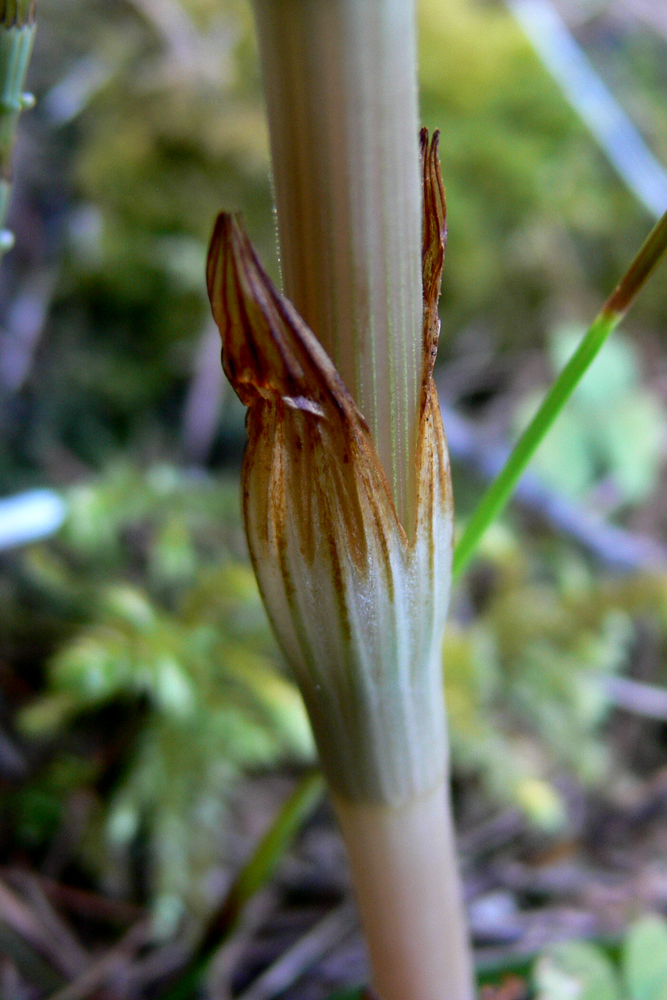 Изображение особи Equisetum sylvaticum.