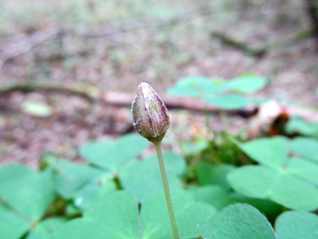 Изображение особи Oxalis acetosella.