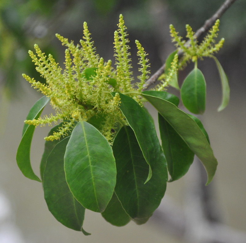 Image of Excoecaria agallocha specimen.