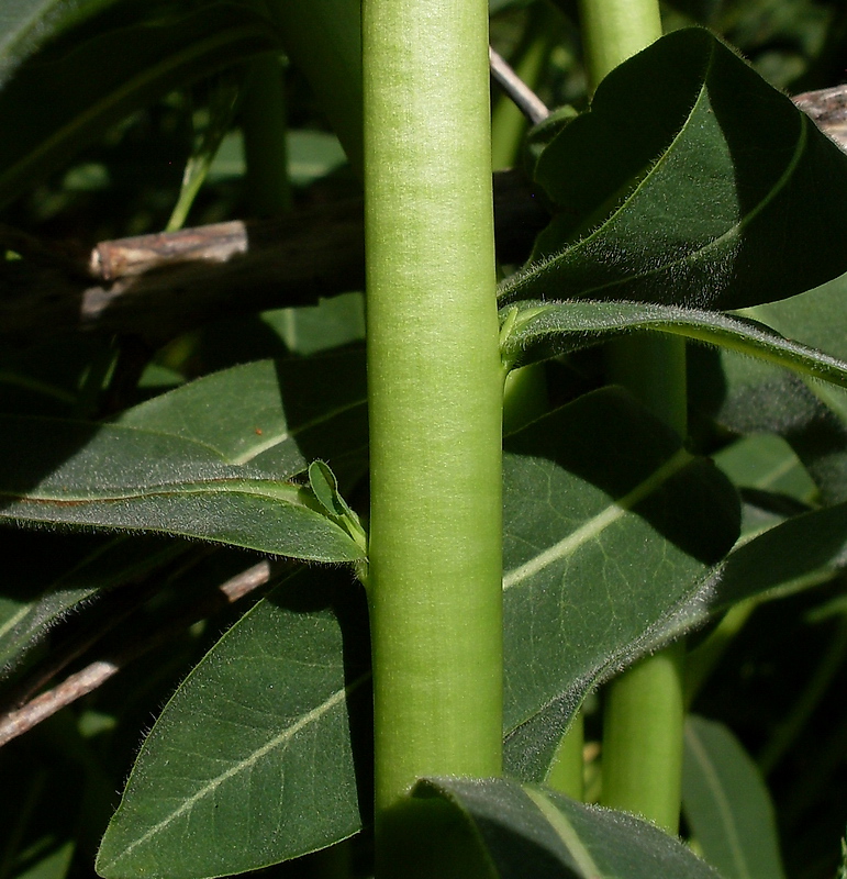 Изображение особи Euphorbia semivillosa.