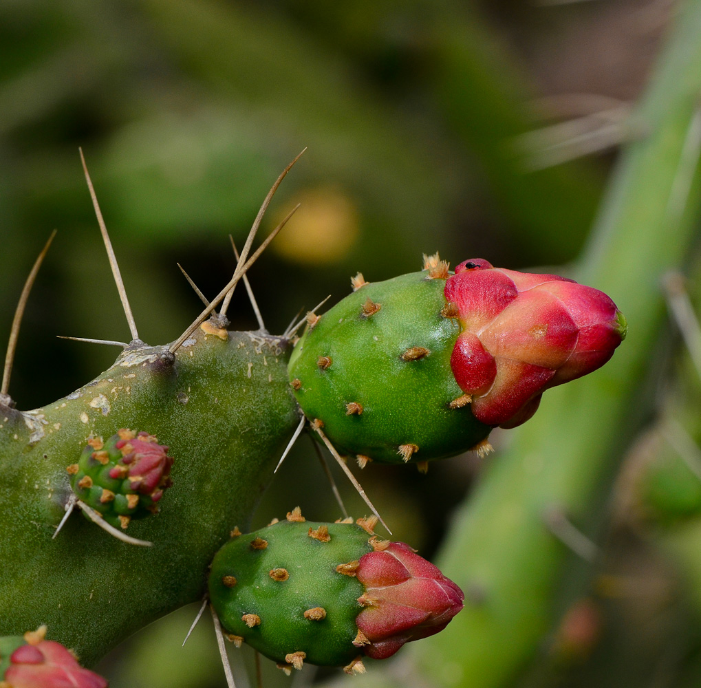 Изображение особи Opuntia cochenillifera.