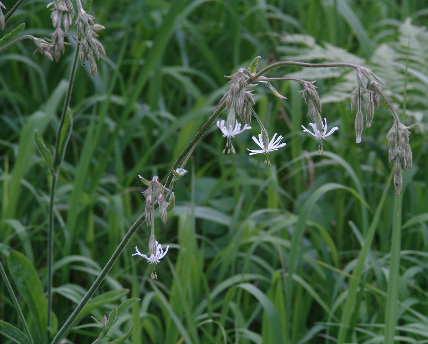 Изображение особи Silene nutans.