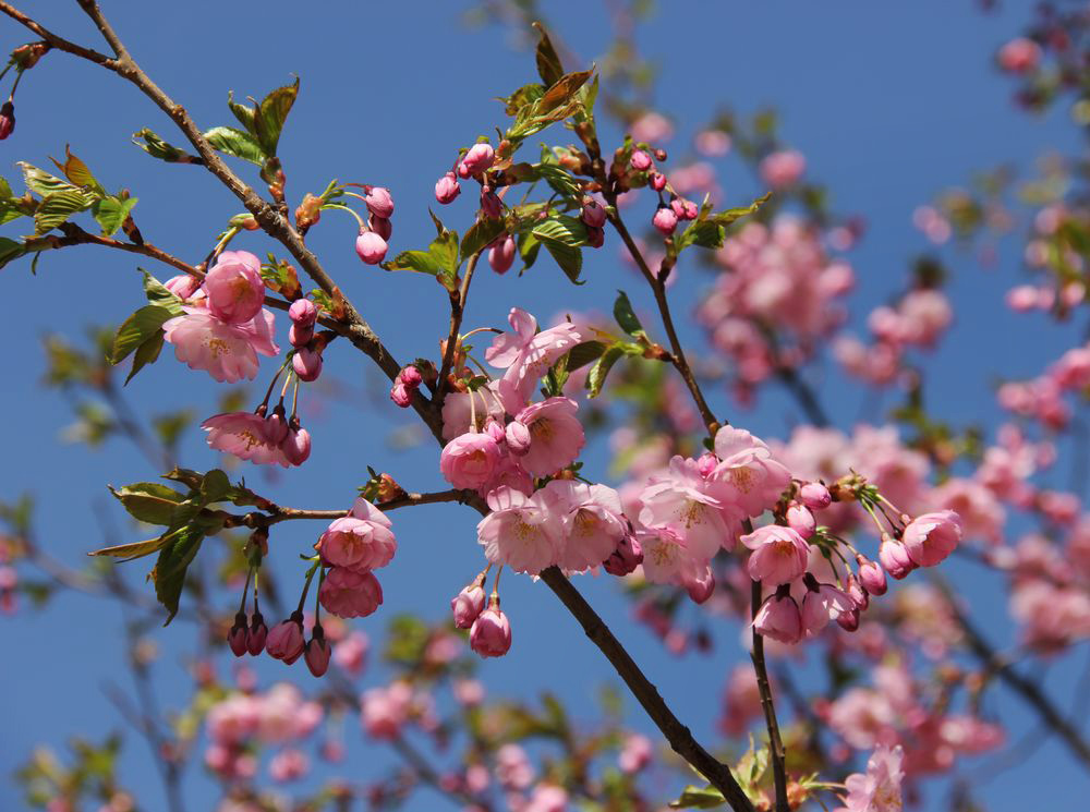 Image of Prunus serrulata specimen.