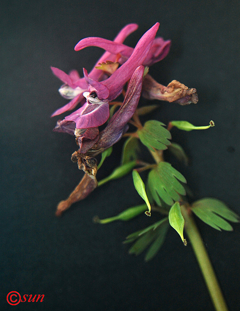 Изображение особи Corydalis solida.