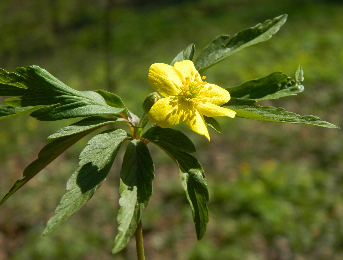 Изображение особи Anemone ranunculoides.