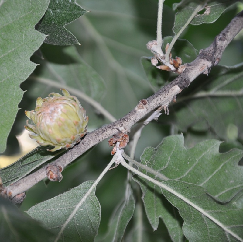 Image of Quercus ithaburensis ssp. macrolepis specimen.