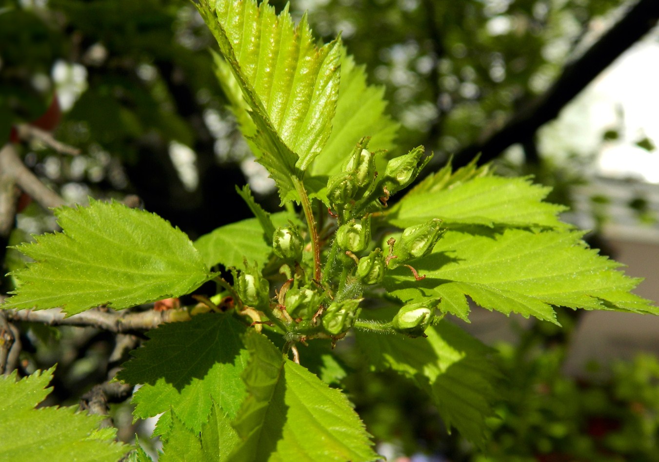 Image of Crataegus submollis specimen.