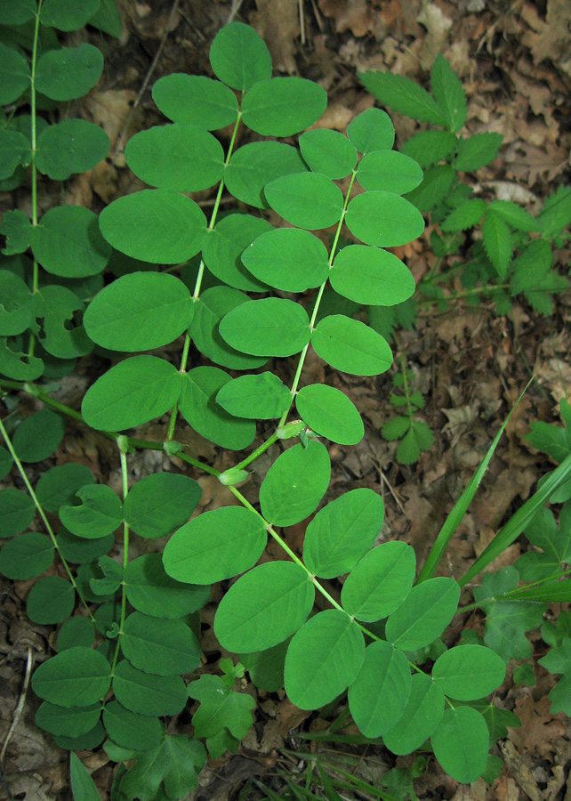 Image of Astragalus glycyphyllos specimen.