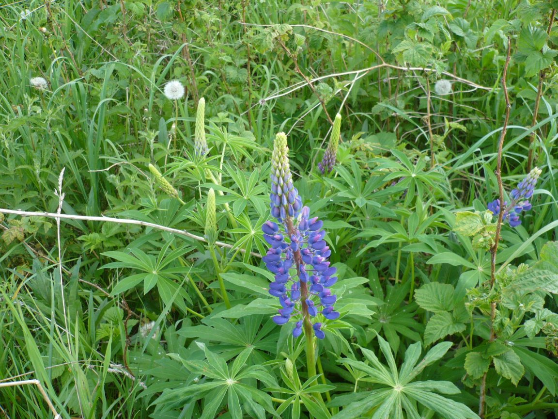 Image of Lupinus polyphyllus specimen.