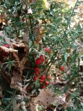 Ruscus aculeatus