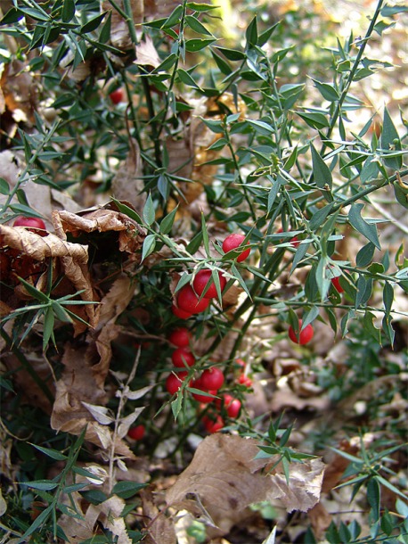 Image of Ruscus aculeatus specimen.