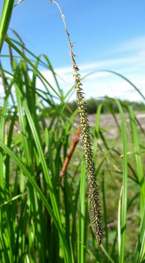 Image of Carex acuta specimen.