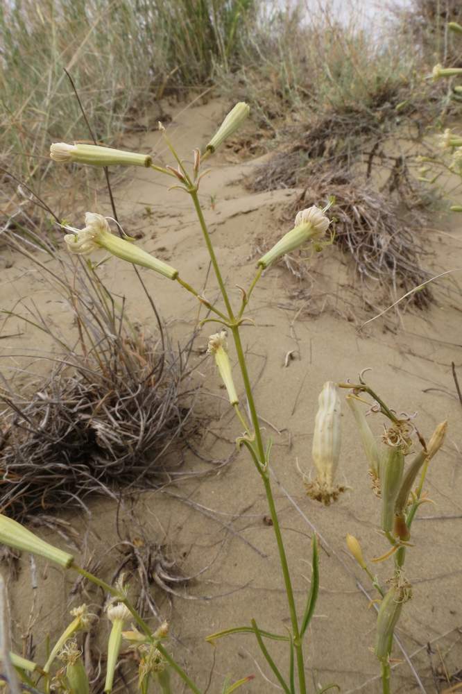 Image of Silene odoratissima specimen.