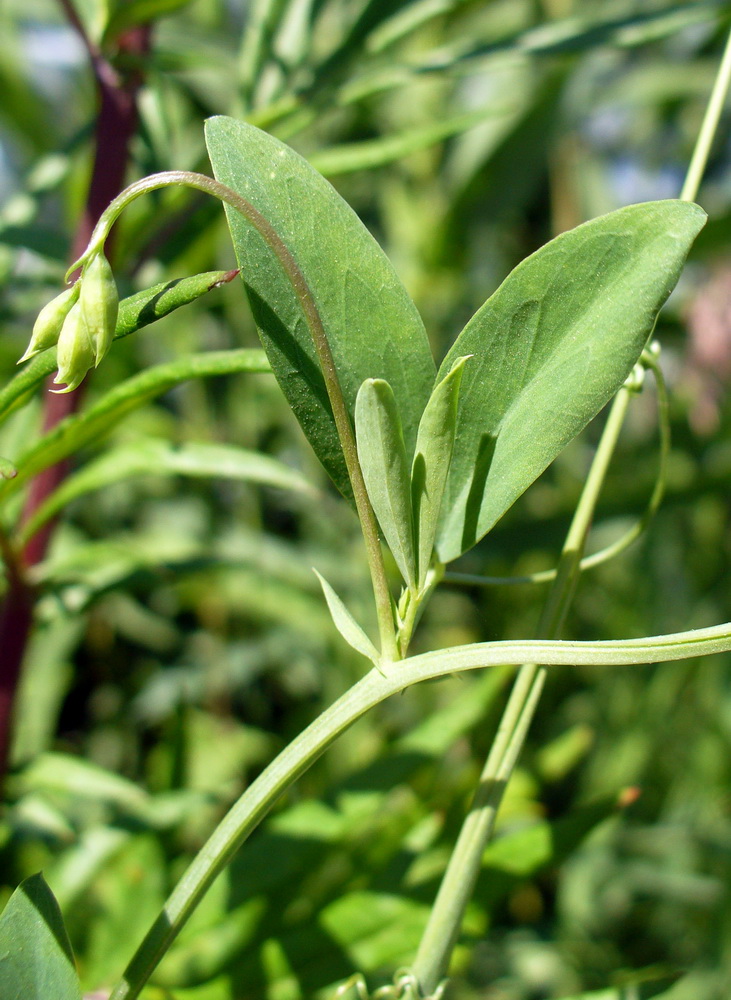 Изображение особи Lathyrus tuberosus.