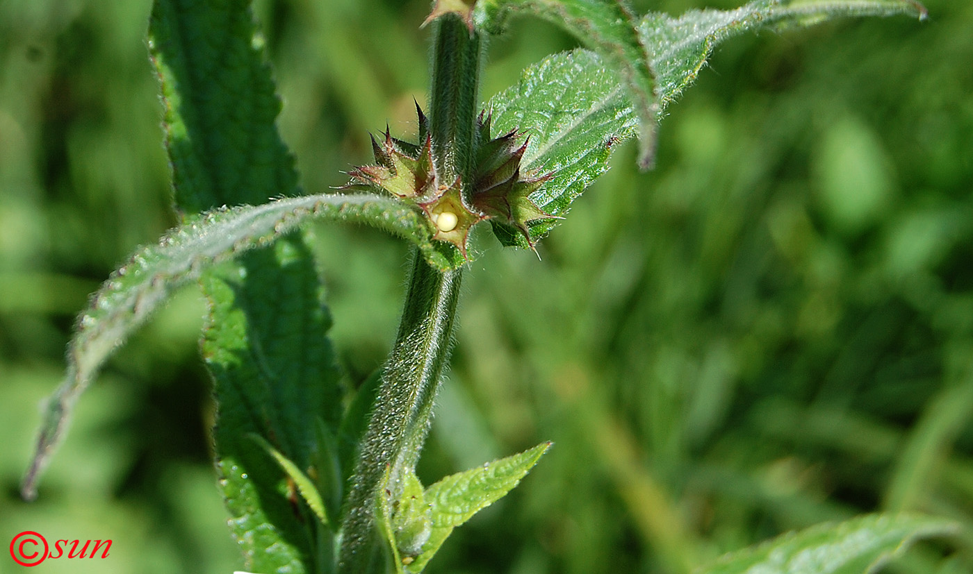 Изображение особи Stachys palustris.