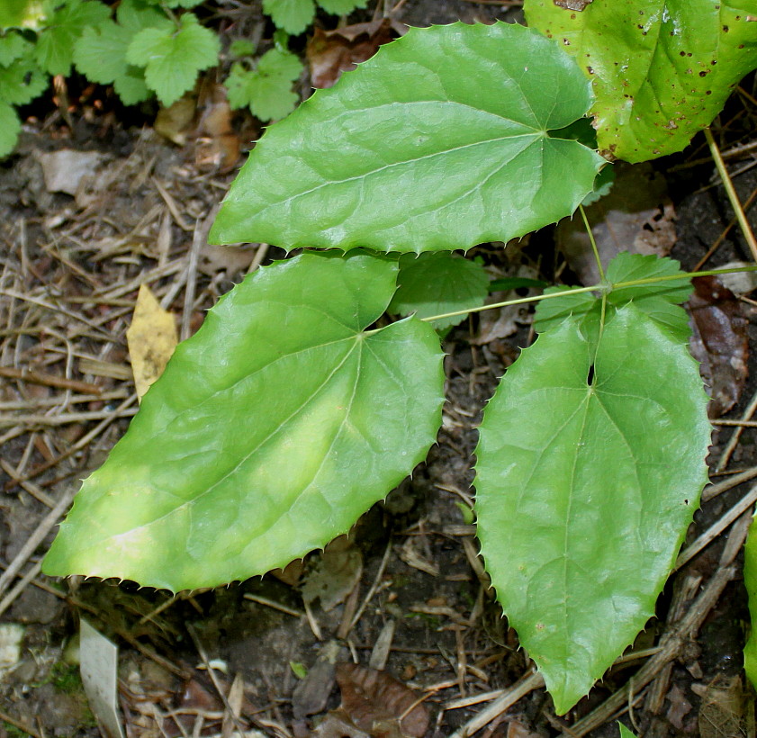 Image of Epimedium stellulatum specimen.