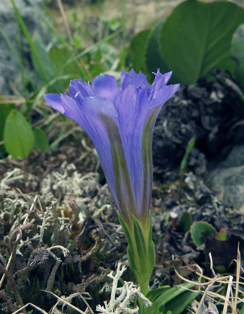 Изображение особи Gentiana grandiflora.