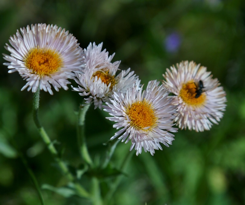 Image of genus Erigeron specimen.