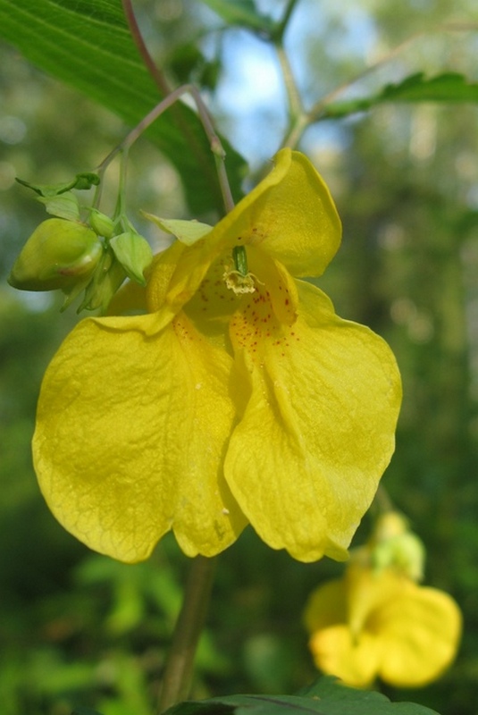 Изображение особи Impatiens noli-tangere.