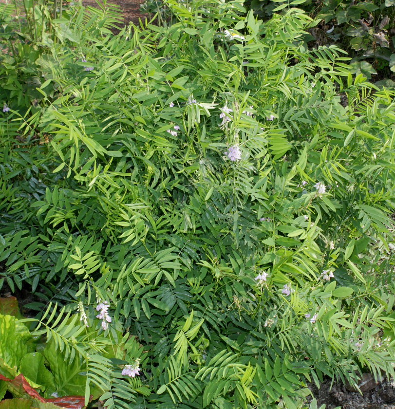 Изображение особи Galega officinalis.