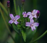 Epilobium adenocaulon. Цветки. Московская обл., Раменский р-н, окр. ж.-д. платформы Хрипань, просека под ЛЭП. 06.07.2014.