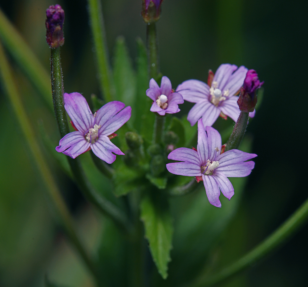 Изображение особи Epilobium adenocaulon.