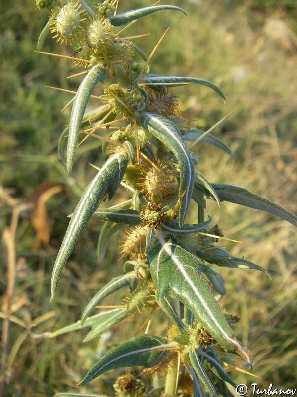 Image of Xanthium spinosum specimen.