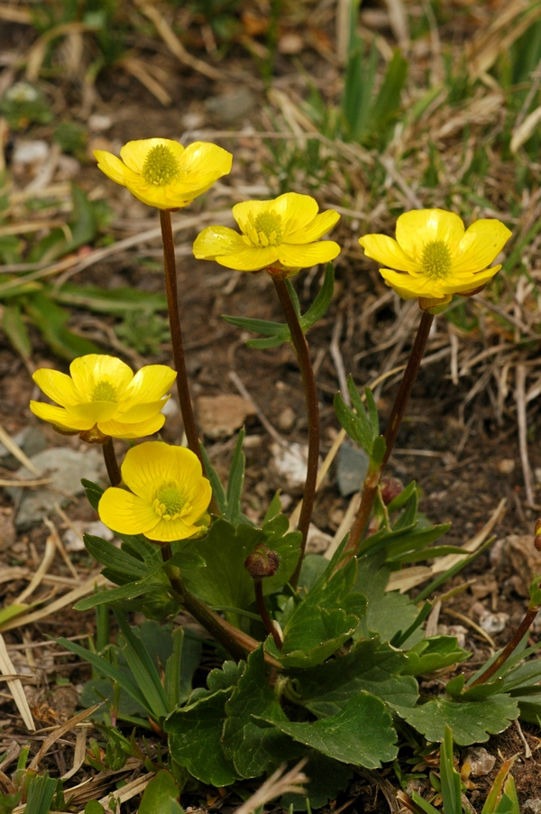 Image of Ranunculus alberti specimen.